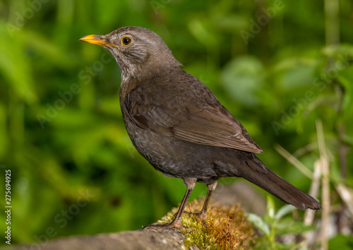 blackbird (female)