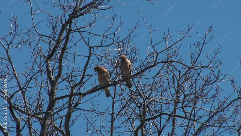 Red Tail Hawks Red Tail Hawks