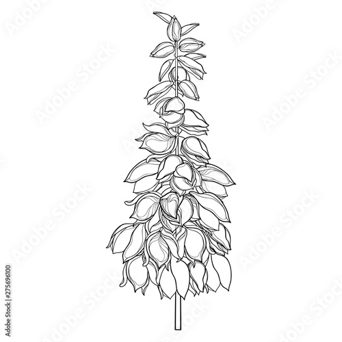 Stem with outline Yucca filamentosa or Adam’s needle flower bunch and ornate bud in black isolated on white background. photo