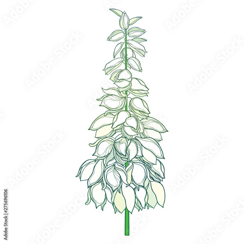 Stem with outline Yucca filamentosa or Adam’s needle flower bunch and ornate bud in pastel white isolated on white background.