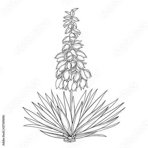 Outline Yucca filamentosa or Adam’s needle flower bunch, ornate bud and leaf in black isolated on white background.
