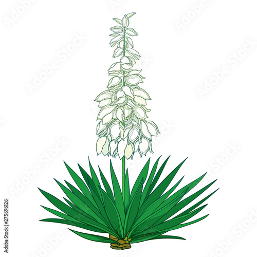 Outline Yucca filamentosa or Adam’s needle flower bunch, ornate pastel bud and green leaf isolated on white background.