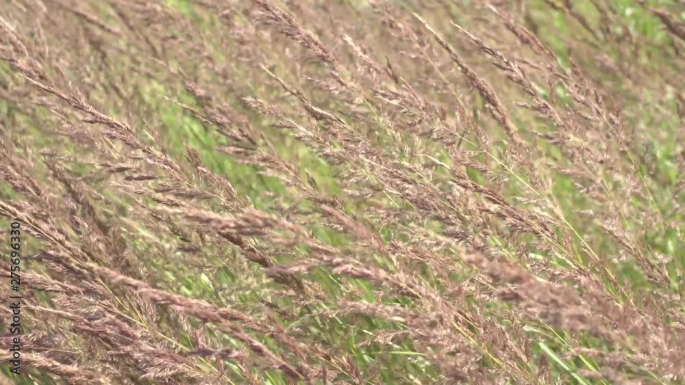 Close view of grass seed heads waving breeze Close view of grass seed heads waving breeze