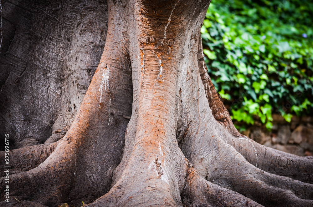 tree roots & leaves - wallpaper design tree roots & leaves - wallpaper design