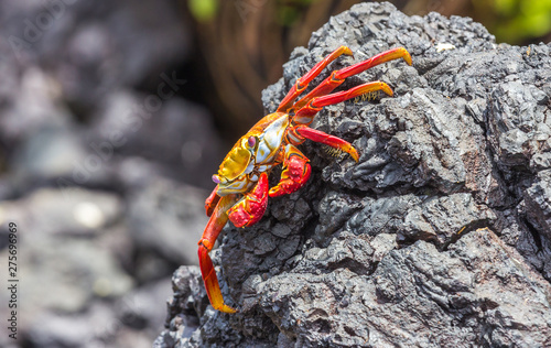 Colorful Sally Lightfoot Crab