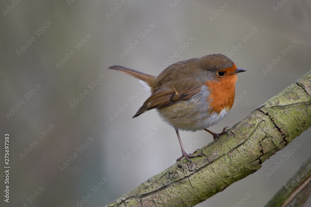 Christmas Robin at Potteric Carr, Doncaster, South Yorkshire Christmas Robin at Potteric Carr, Doncaster, South Yorkshire