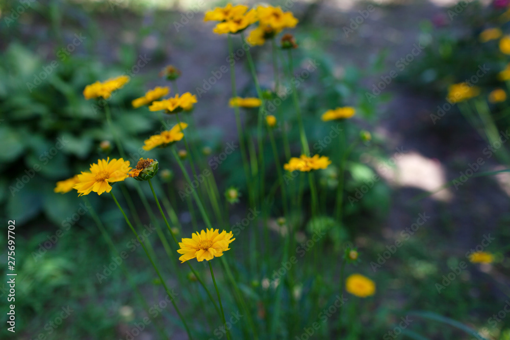 Yellow flowers of lance-leaved coreopsis (Coreopsis lanceolata) in garden. Textured