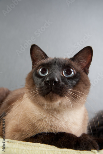 Siamese cat looking at the camera © Ксения Бурцева
