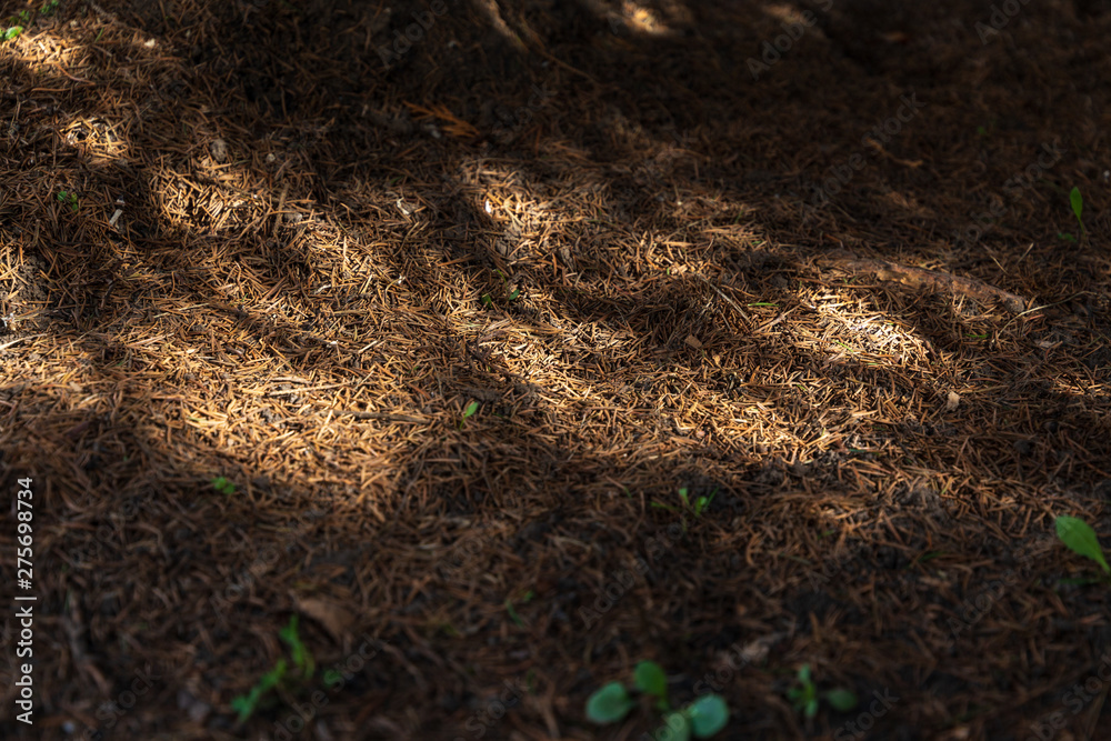 Fototapeta premium green grass and soil