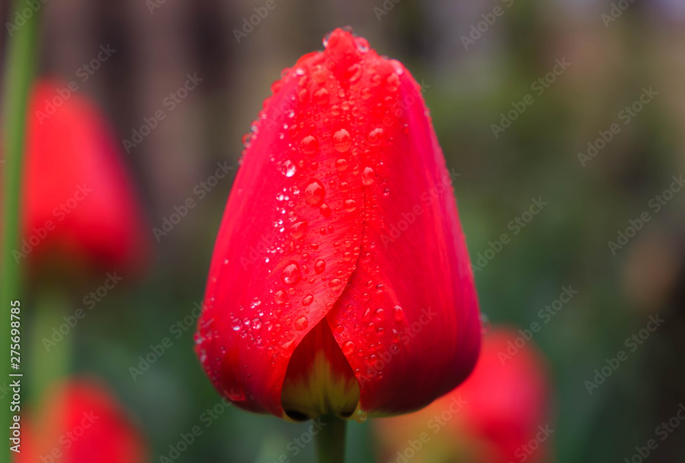 tulip with water drops of dew