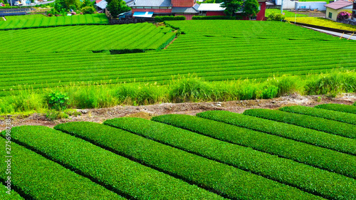 Beautiful fresh green tea plantation at Nihondaira  Shizuoka - Japan