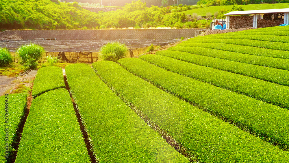 Tea plantation with path in aerial view with light, 2019