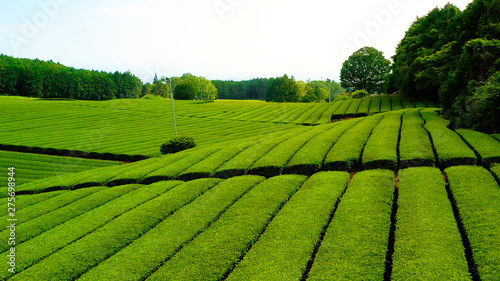 Beautiful fresh green tea plantation at Nihondaira, Shizuoka - Japan photo