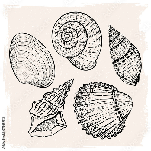Set of illustrations with seashells. Isolated objects. Freehand drawing