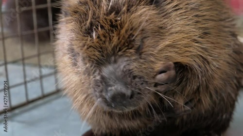 Wallpaper Mural beaver washes Torontodigital.ca