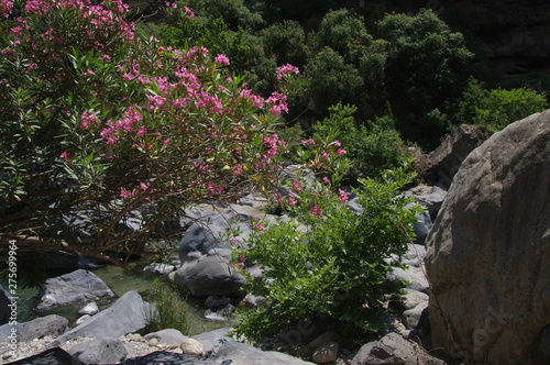 Oleander im Flussbett
