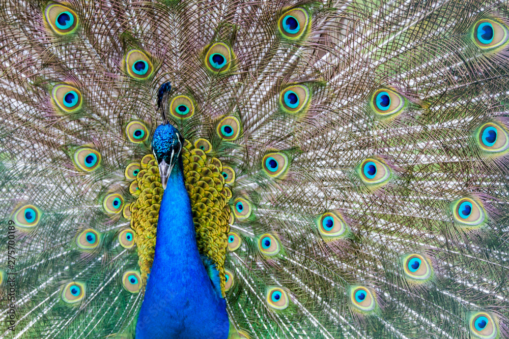 Obraz premium beautiful blue peacock