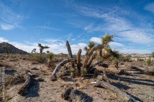 joshua tree in the desert