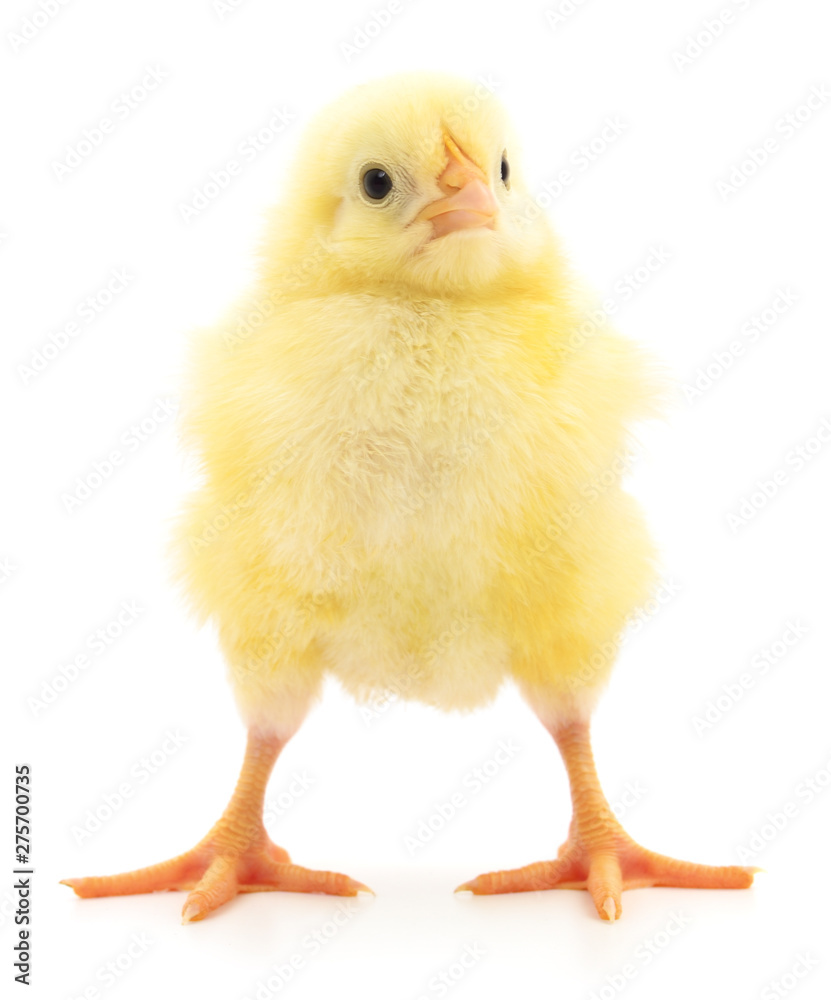 Small yellow chicken. Small yellow chicken.