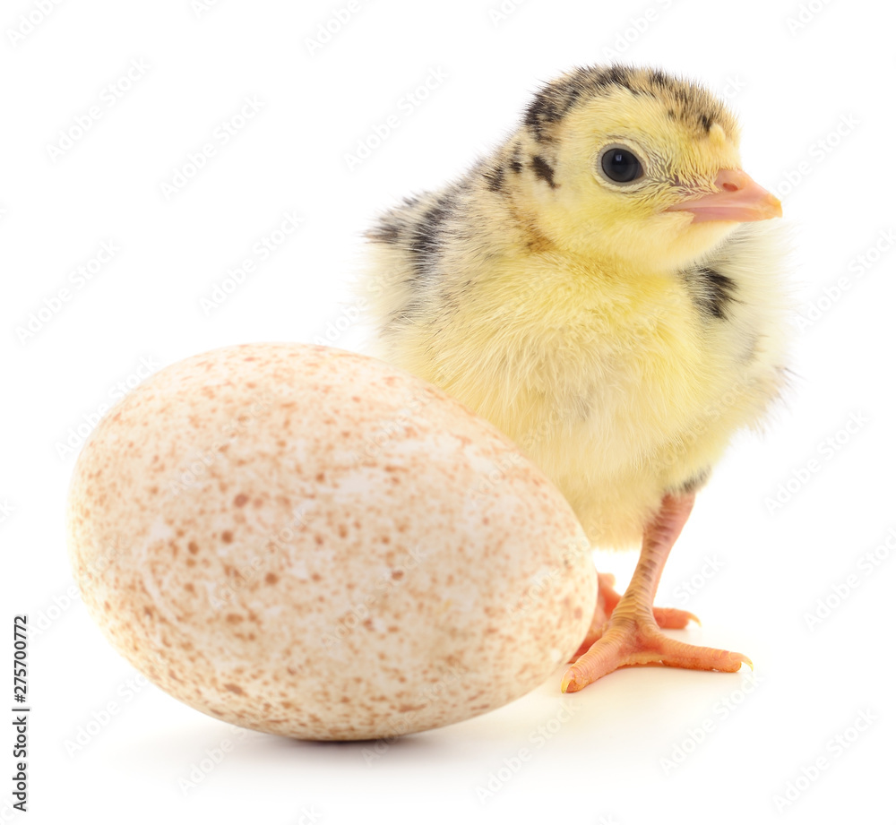 Obraz premium Turkey and egg.