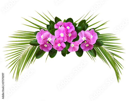 Catharanthus flowers and pa...
