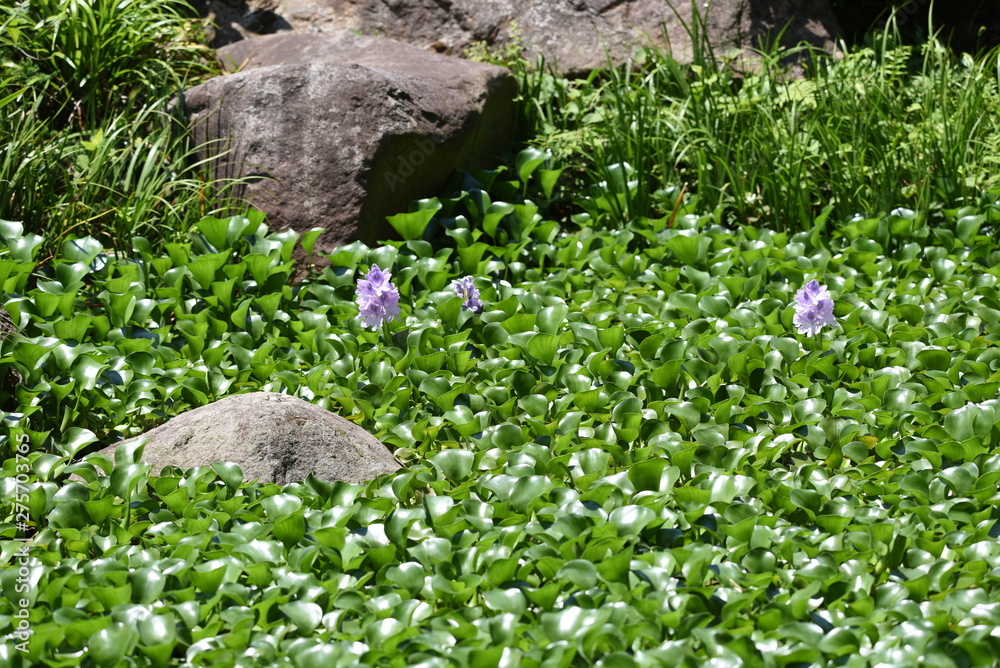 Water hyacnth's characteristic is that the petiole is completely swollen and acts as a floating bag, and blooms a beautiful violet flower in summer. Water hyacnth's characteristic is that the petiole is completely swollen and acts as a floating bag, and blooms a beautiful violet flower in summer.