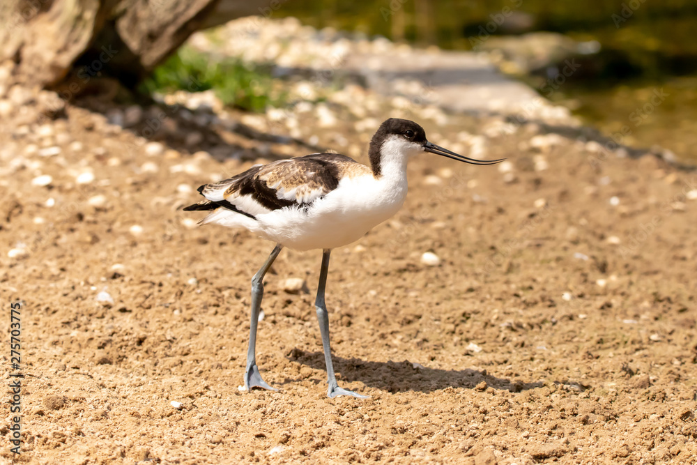 Avocet on the sand Avocet on the sand
