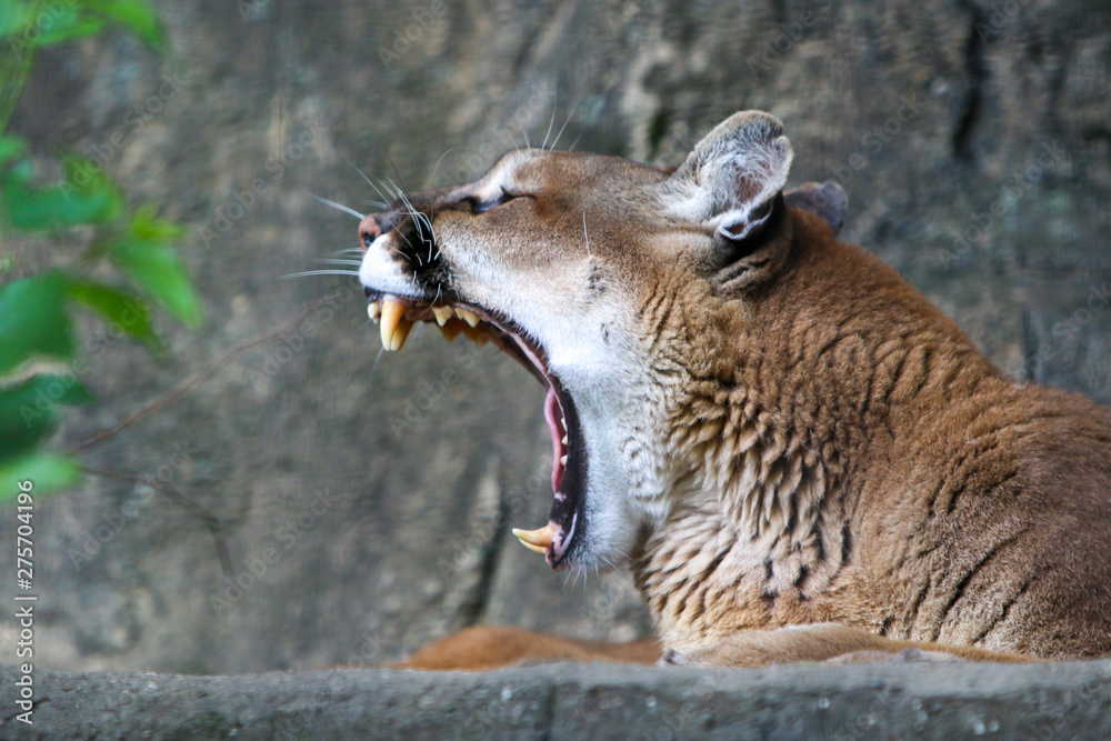 Naklejka premium mountain lion