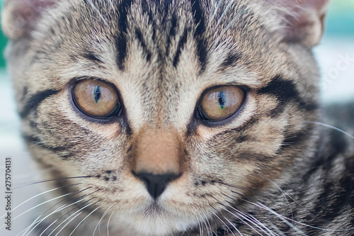 Little tabby color kitten. Close-up. © zhannaz