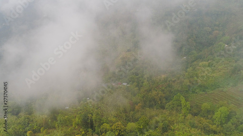 agricultural land, farmlands in rainforest covered clouds, fields with crops, trees. Aerial view farmers houses in jungle. tropical landscape Bali, Indonesia.