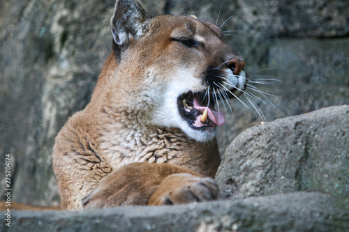 mountain lion