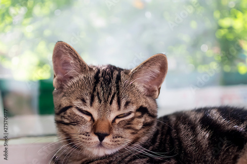 Little tabby color kitten. Close-up.