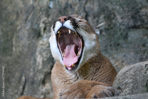 mountain lion