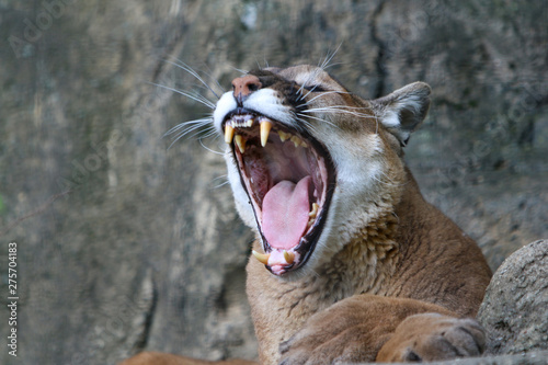 Photography mountain lion