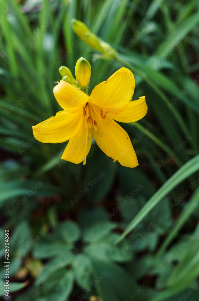 Flowers of yellow daylilies in the garden in the middle of summer. Flowers of yellow daylilies in the garden in the middle of summer.