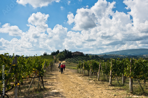 Hiking hills, backroads and vineyards at autumn, near San Gimignano in Tuscany, Italy