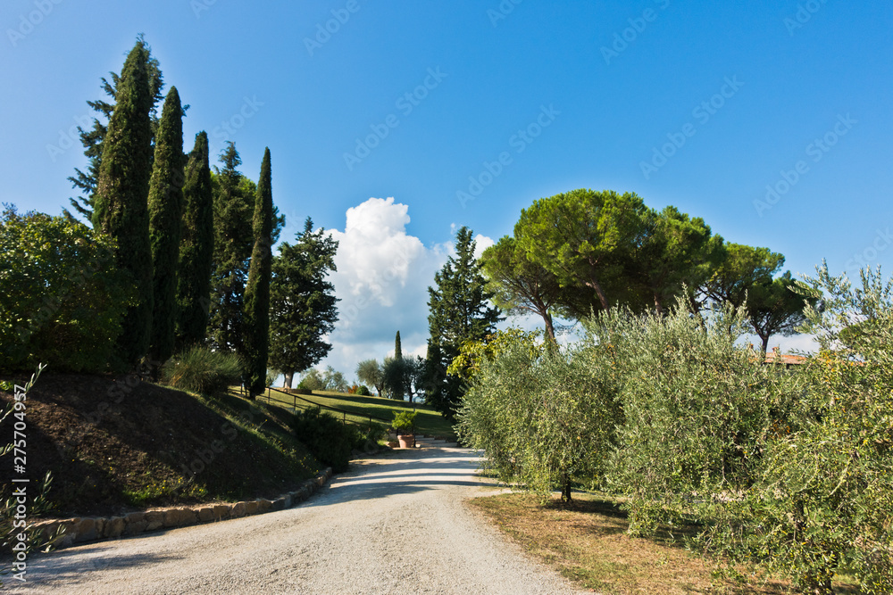 Hiking hills and backroads with cypress tree alleys through Tuscany countryside at autumn, near San Gimignano, Italy
