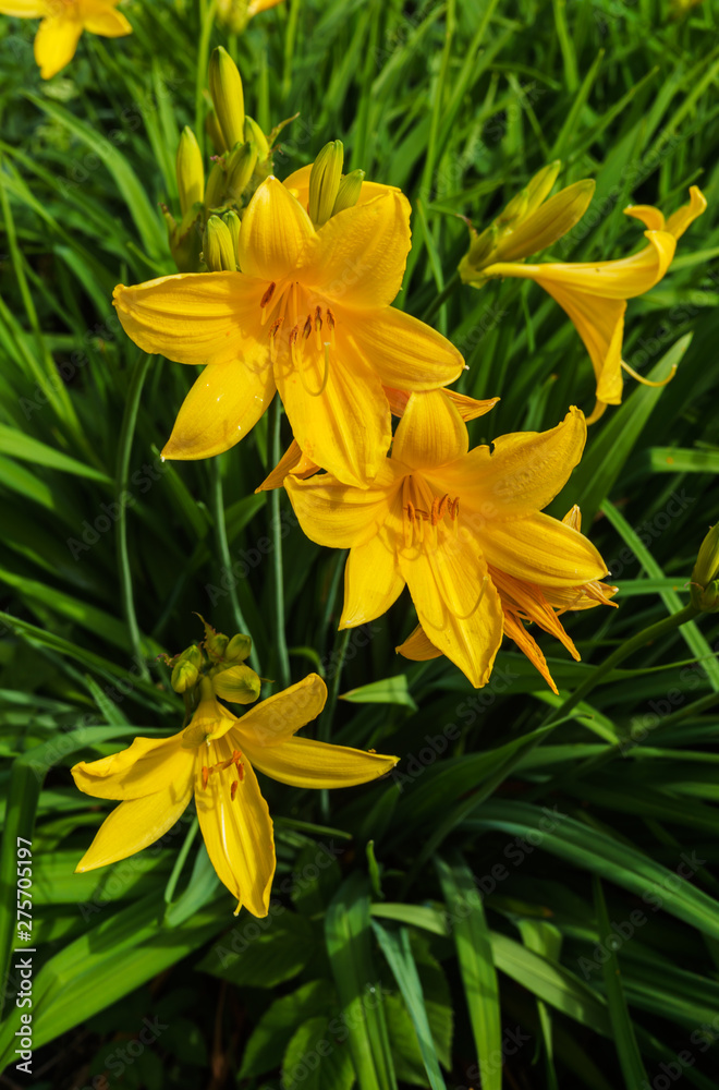 Flowers of yellow daylilies in the garden in the middle of summer. Flowers of yellow daylilies in the garden in the middle of summer.