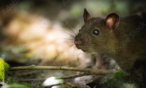 Wild Baby Rats © Jami
