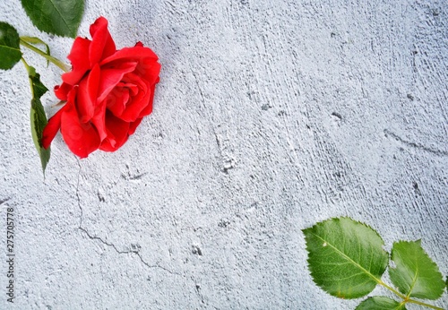gray cement background with a red rose in the corner and green leaves in the opposite corner with space for text
