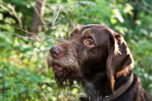 Dog breed Drathaar German Wirehaired pointer portrait on nature in the forest