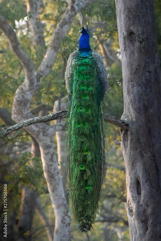 Obraz premium peacock on a tree