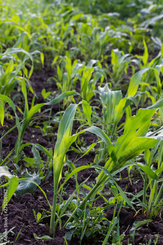 Garden beds with young green leaves of corn, fresh young vegetables from the garden