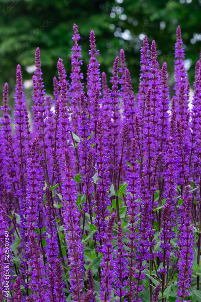 Naklejka premium Tło pionowe z grupy fioletowych kwiatów Salvia nemorosa "Caradonna"