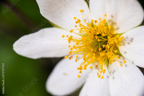 Mountain Avens close up photo