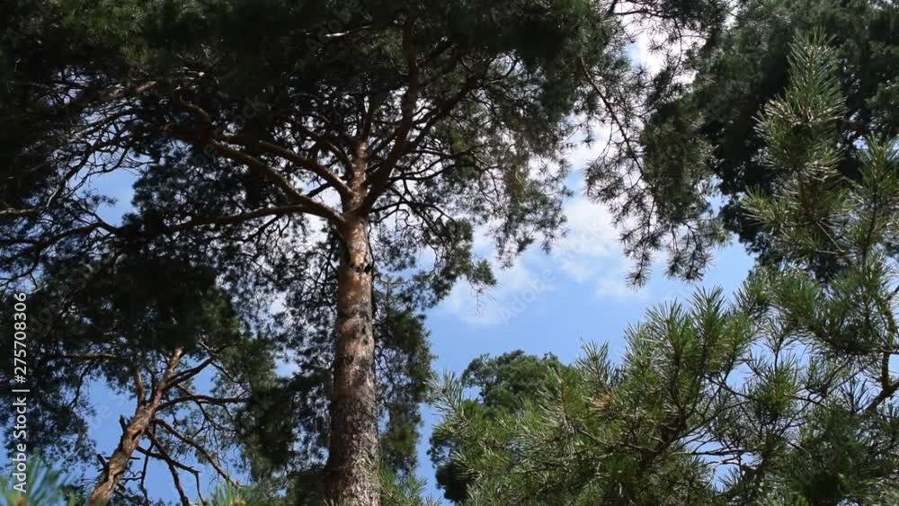 Bottom view of pine branches against the sky. Bottom view of pine branches against the sky.