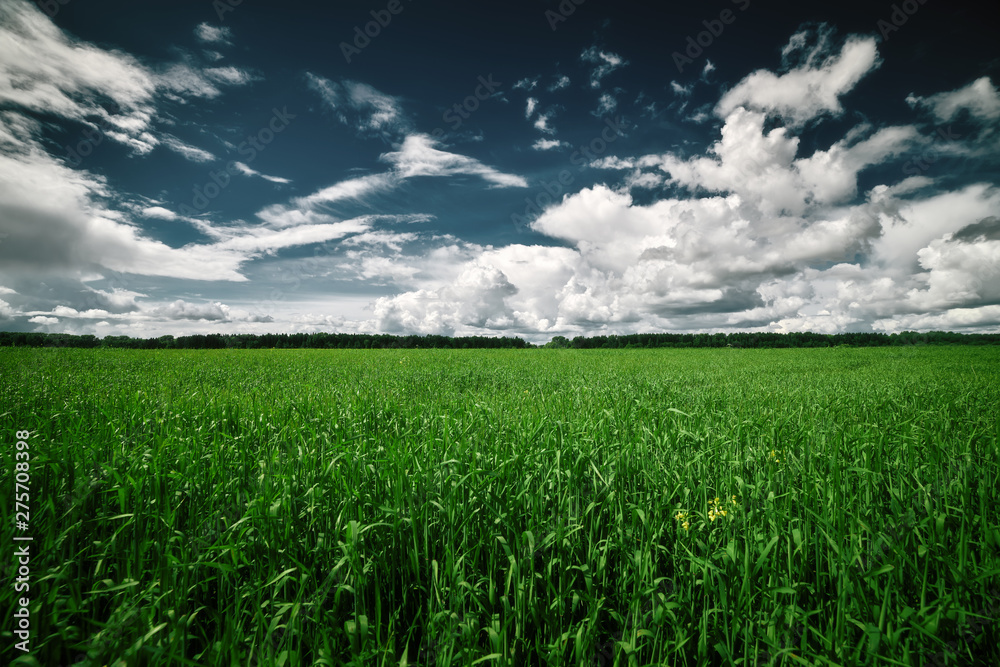 Sunny summer day. A field stretching to the horizon. Above the field sky in the clouds. Coniferous forest on the horizon. Sunny summer day. A field stretching to the horizon. Above the field sky in the clouds. Coniferous forest on the horizon.