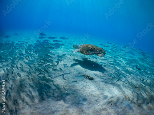 Fototapeta Naklejka Na Ścianę i Meble -  Underwater Views around the Caribbean island of Curacao