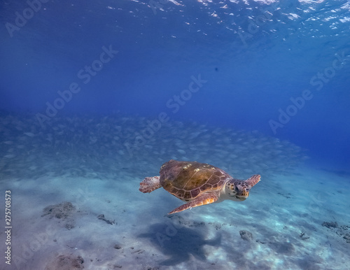Underwater Views around the Caribbean island of Curacao © Gail Johnson