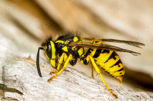 Vászonkép Beautiful Median wasp (Dolichovespula) portrait - Stock Image